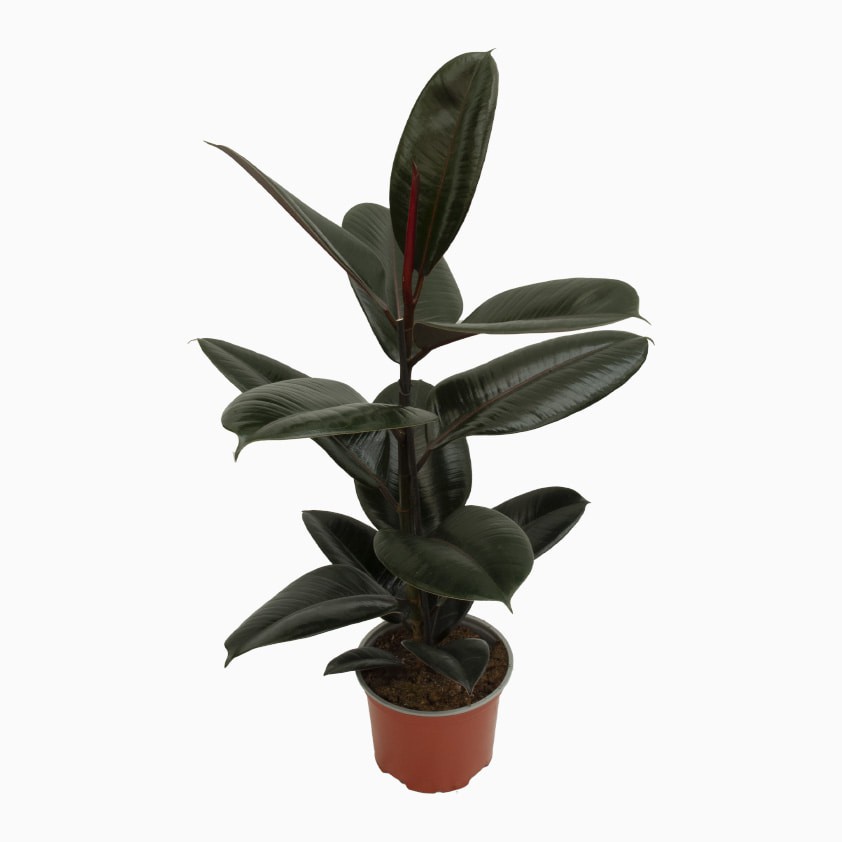 Ficus Elastica