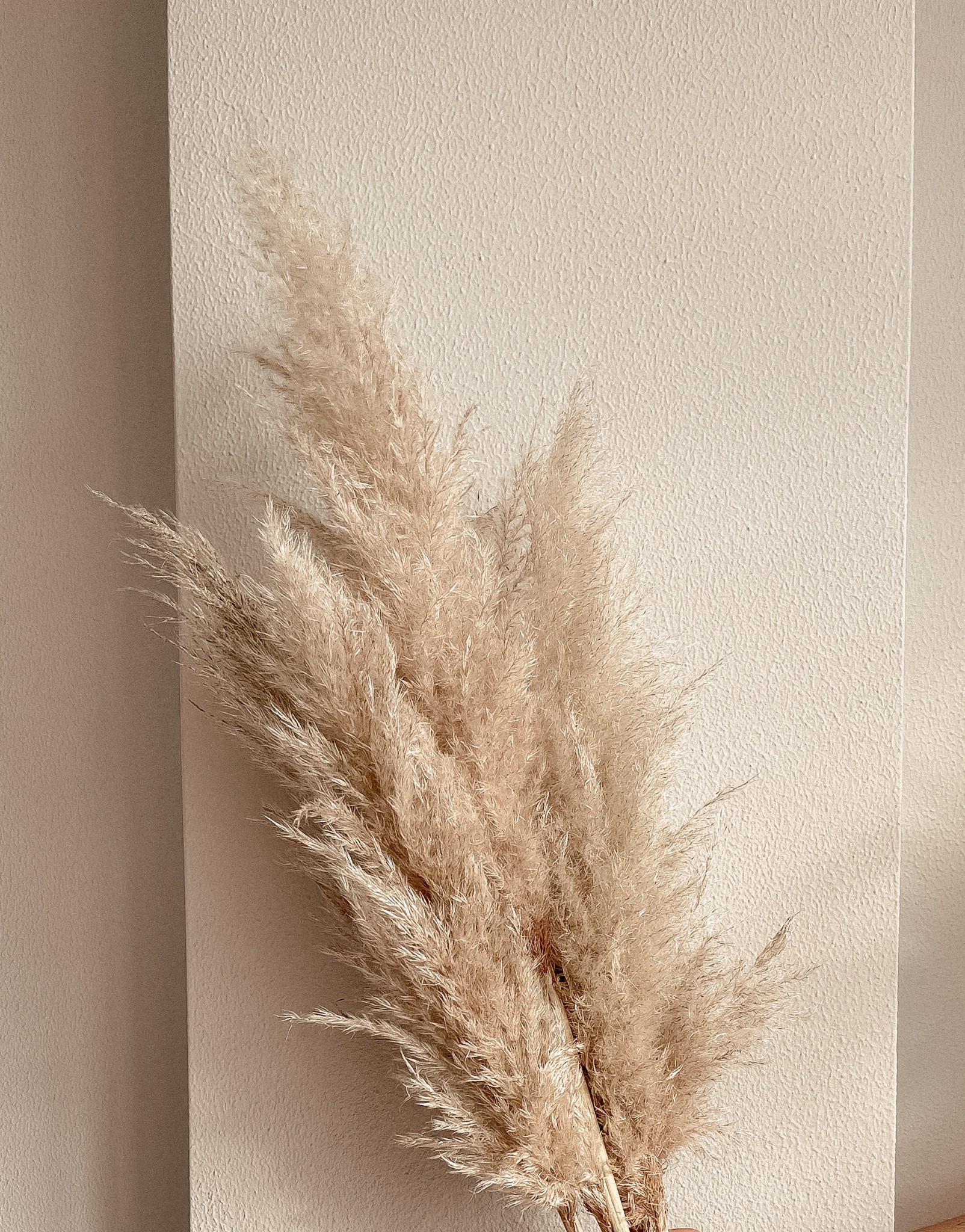 Pampas grass