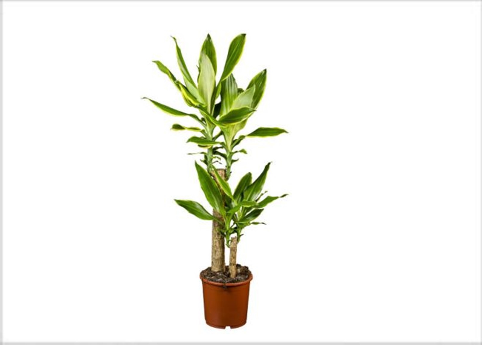 Δράκαινα Fragrans - Dracaena fragrans massangeana