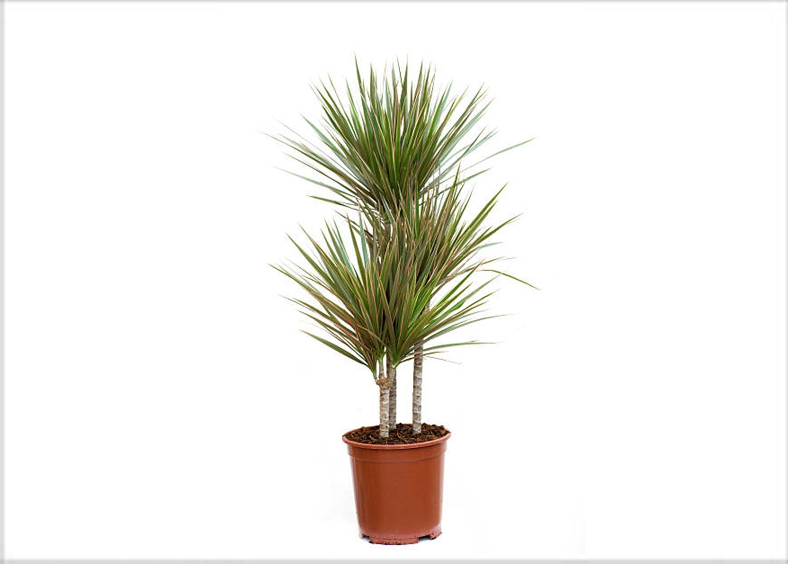 Δράκαινα - Dracaena marginata