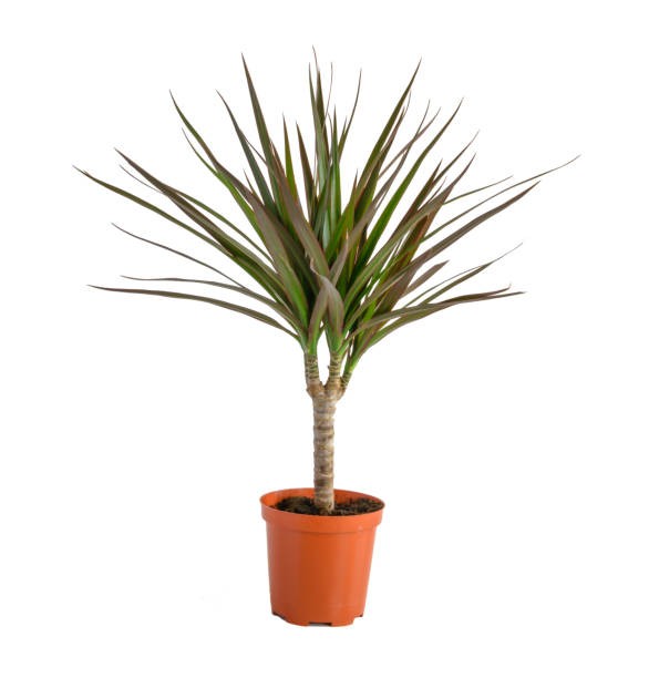 Δράκαινα Μικρή - Dracaena marginata mini