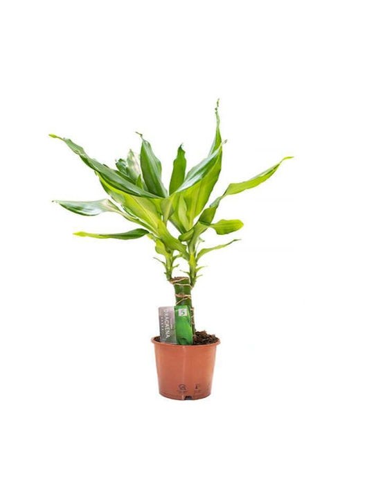 Δράκαινα Fragrans Μικρή - Dracaena fragrans massangeana