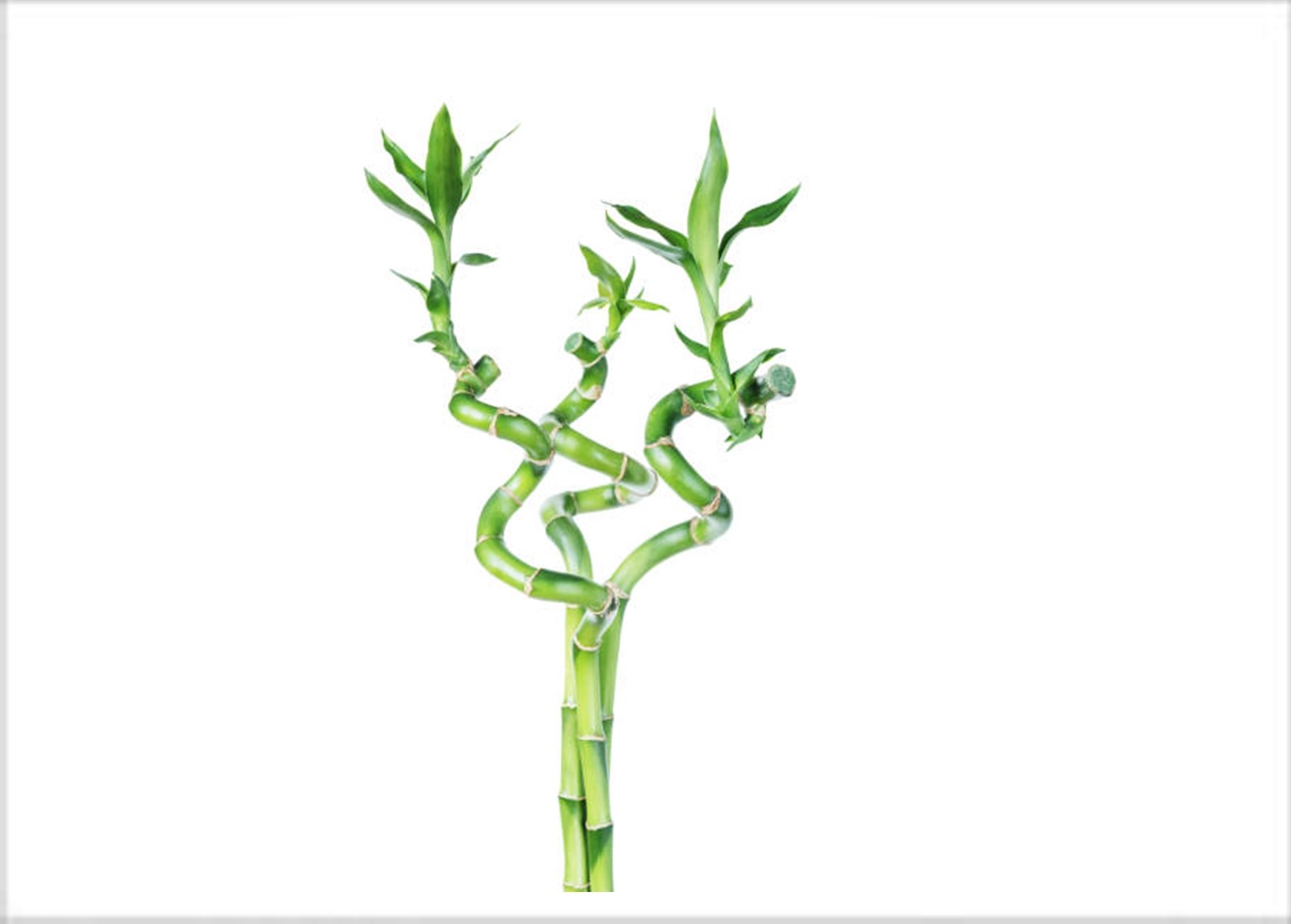 Lucky Bamboo