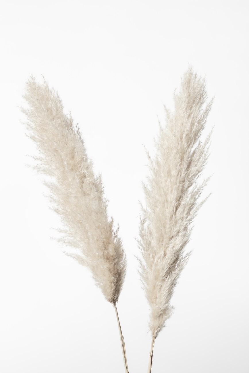 Pampas grass