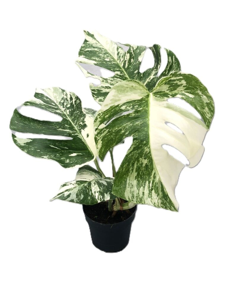 Monstera 'Albo Variegata' Premium