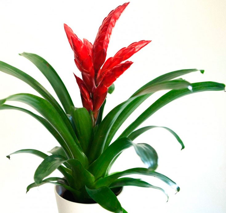 Βριέζια - Vriesea Intenso Red