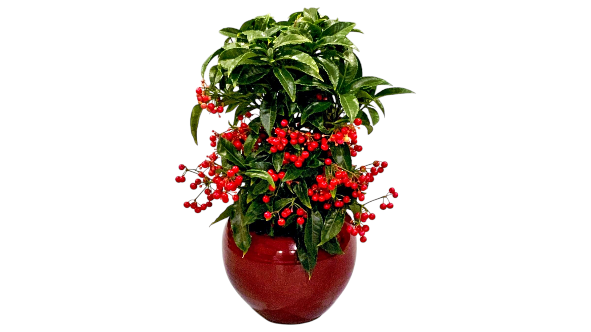 Ardisia -  Αρδίσια σε Κεραμικό Κασπώ