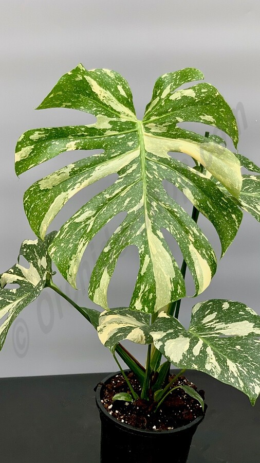 Μονστέρα - Monstera Deliciosa Thai Constellation