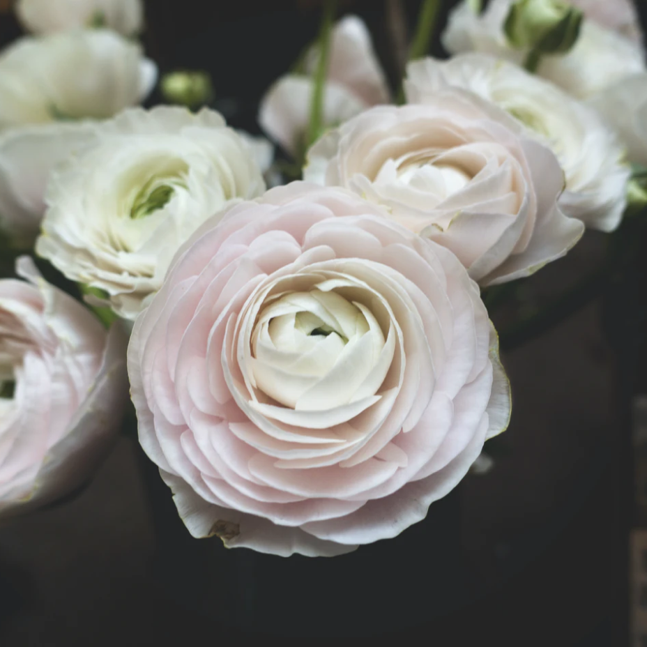 Camellia