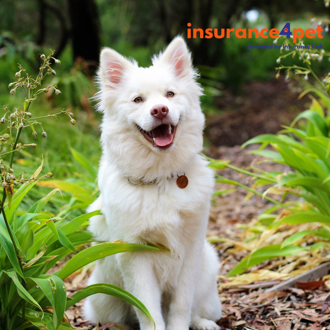 Οι βασικές ανάγκες ενός σκύλου