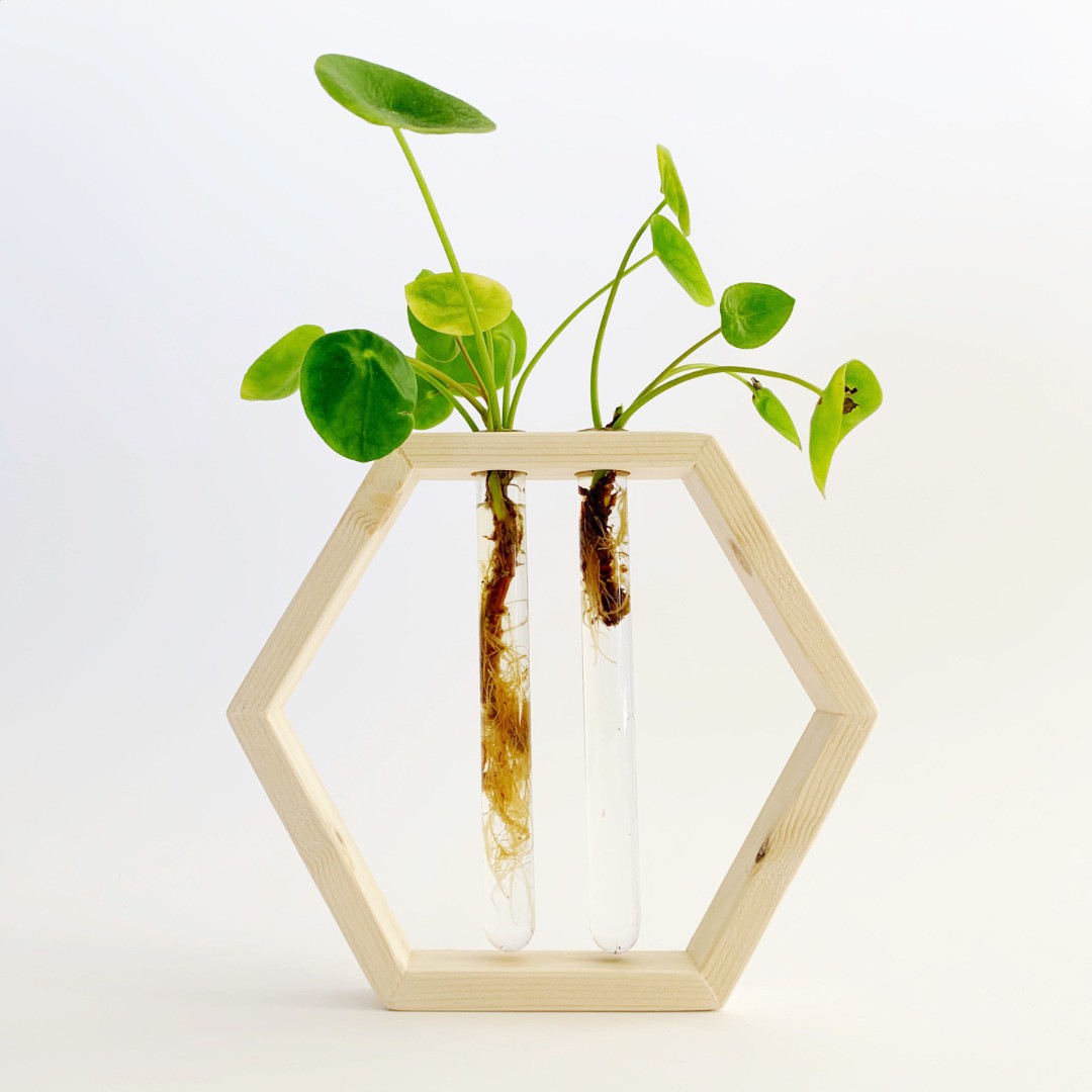 Propagation cutting rack hexagon