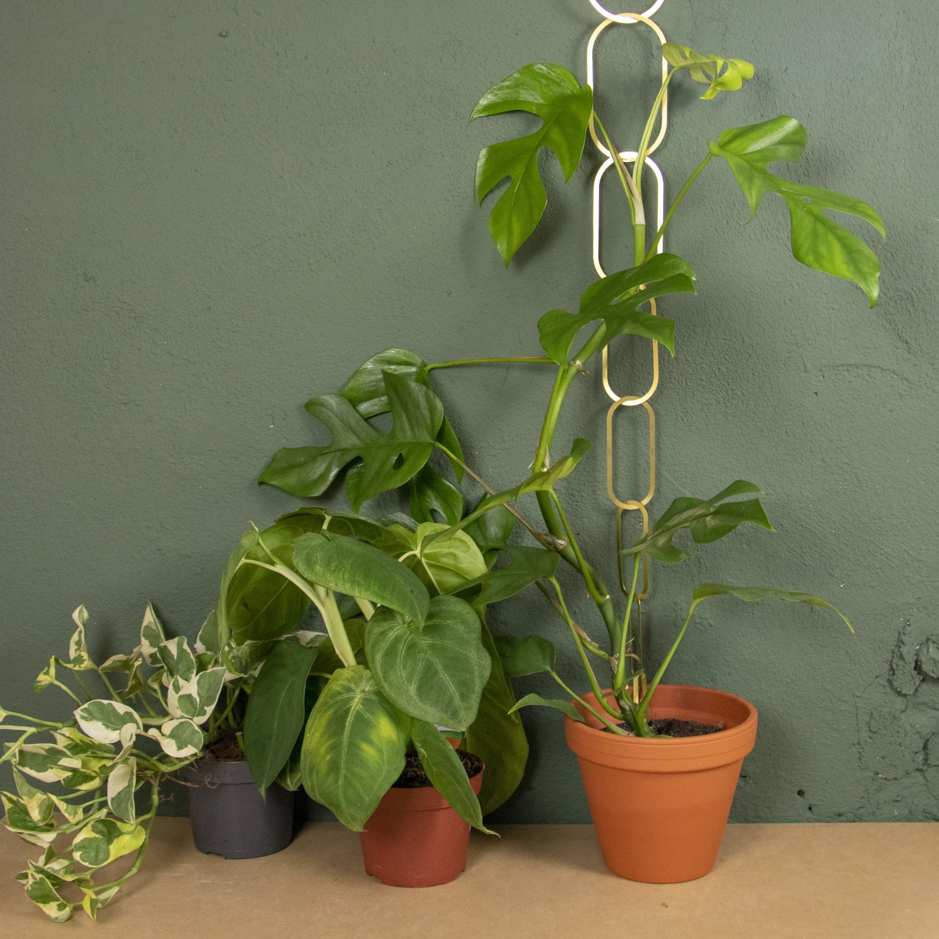 Gold Brass Chain – Plant Support for climbing plants