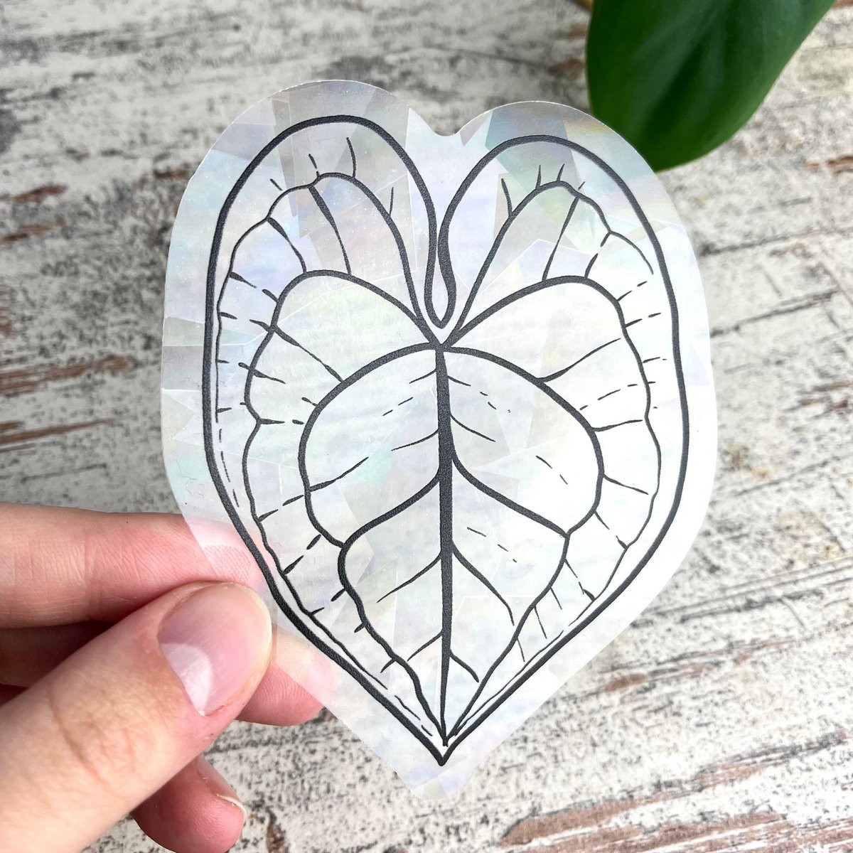 Anthurium