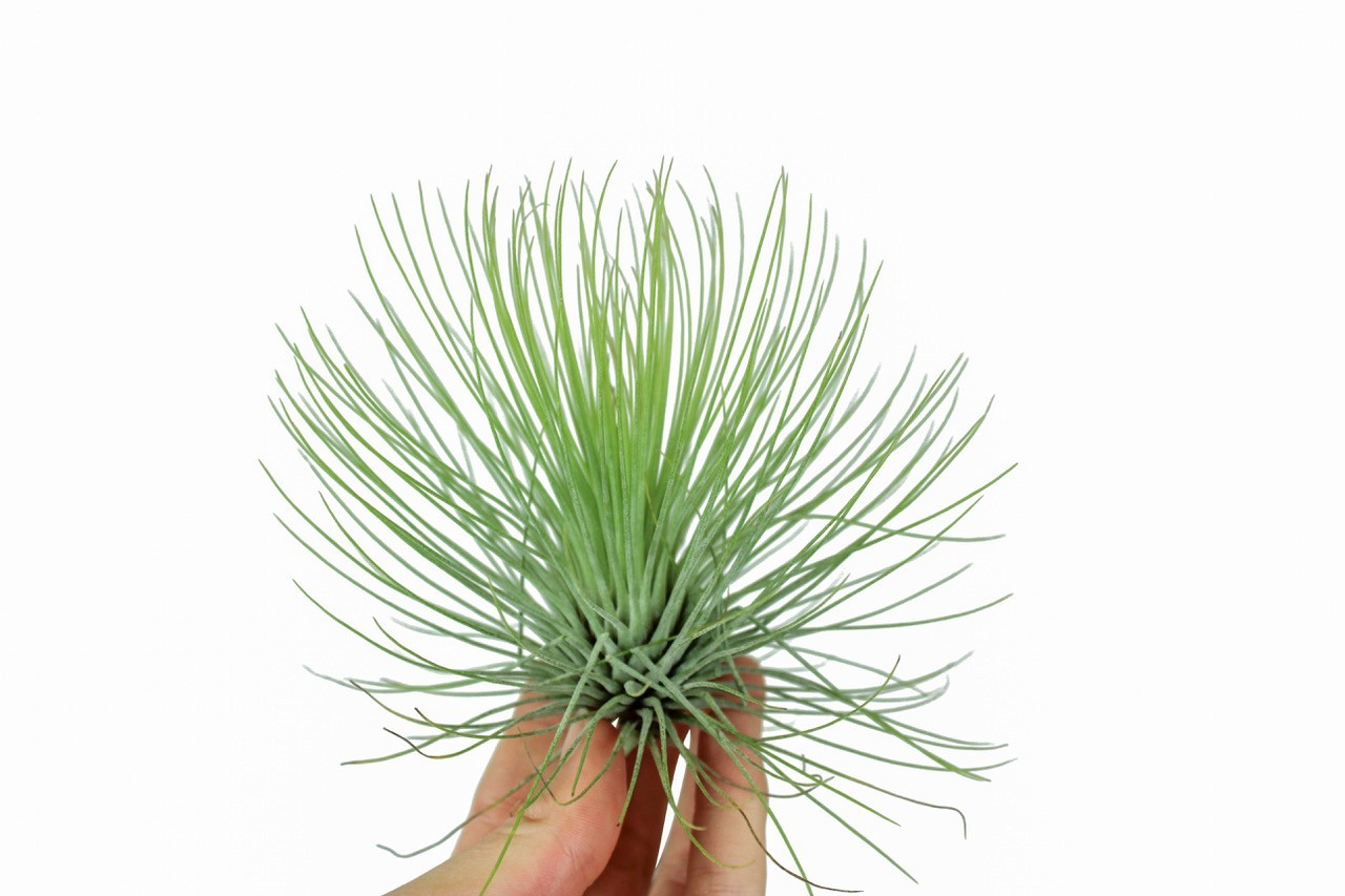 Tillandsia Andreana