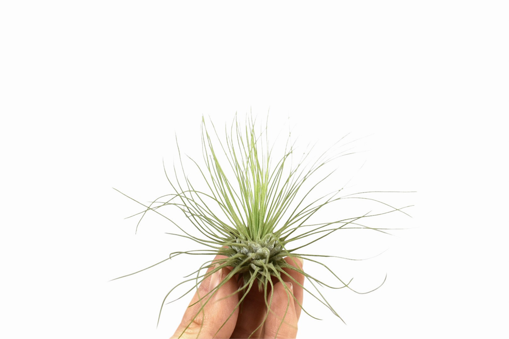 Tillandsia Argentea L