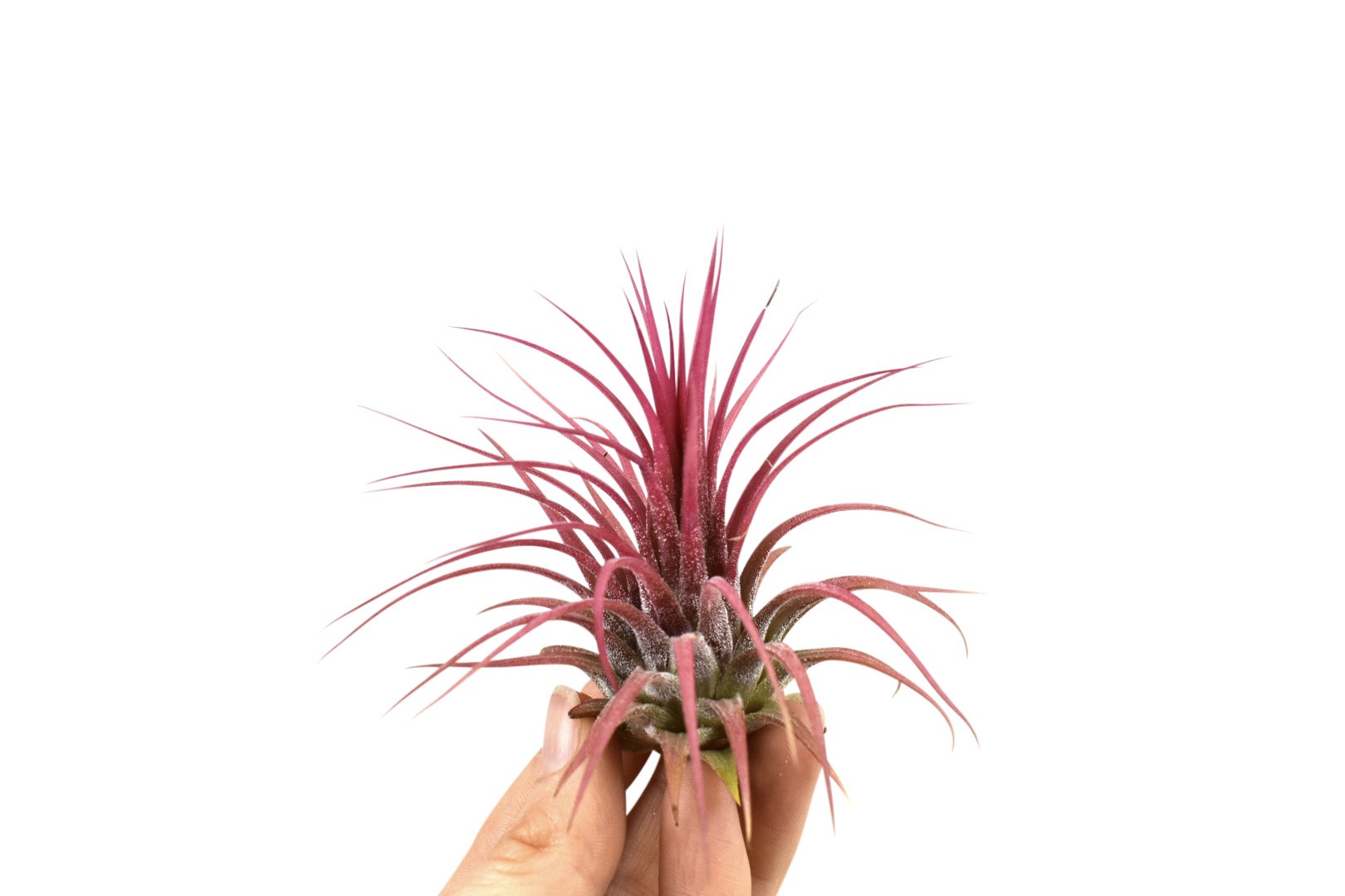 Tillandsia Ionantha red