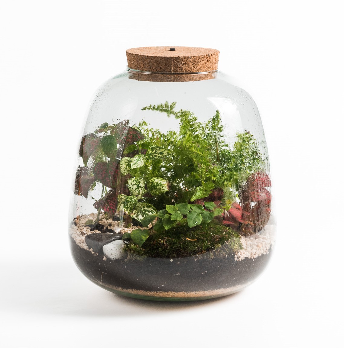 Terrarium Richmond Large