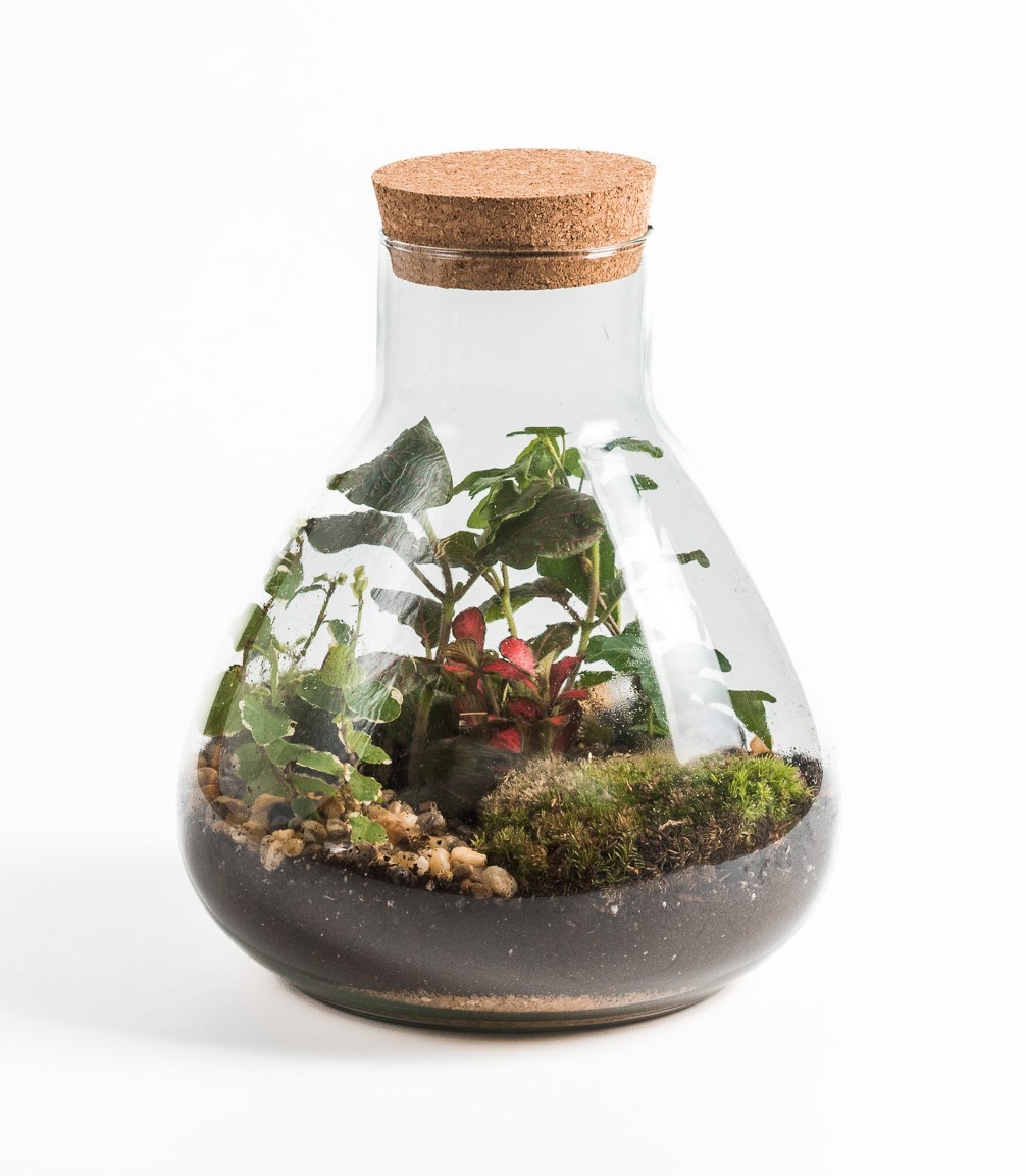 Terrarium Richmond Large-facf15