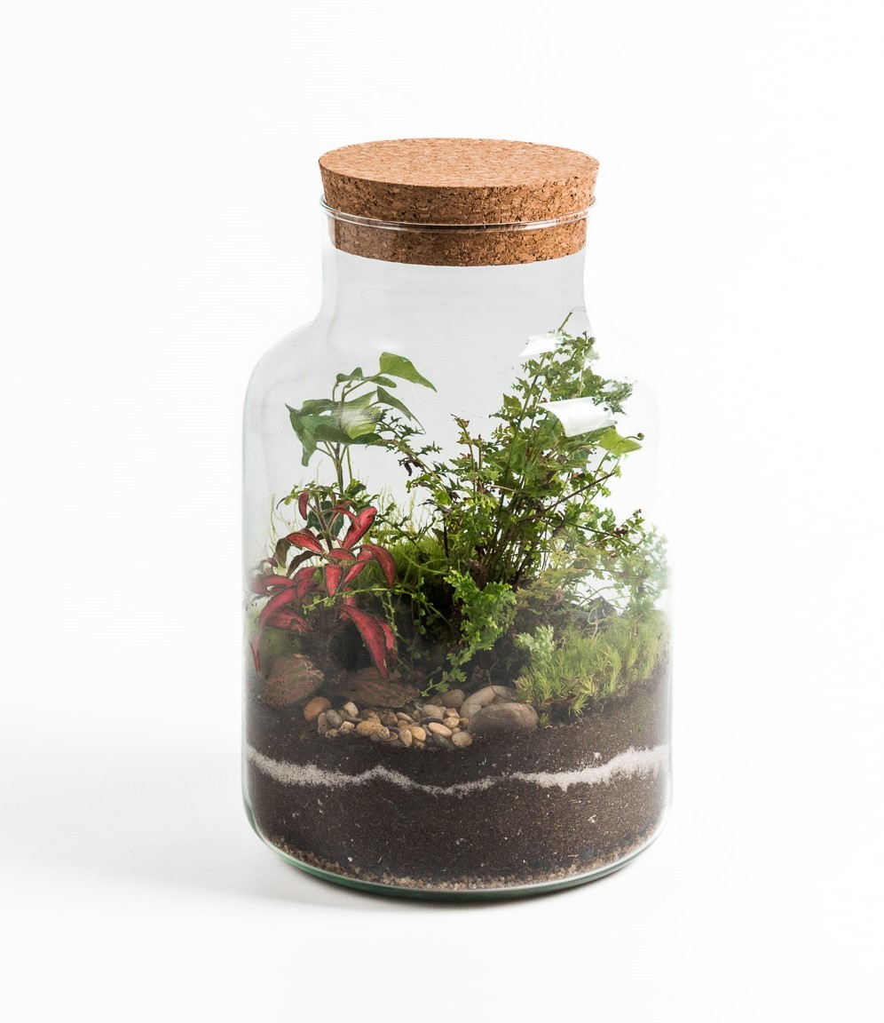 Terrarium