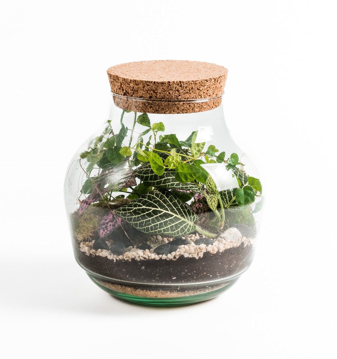Terrarium Bangs