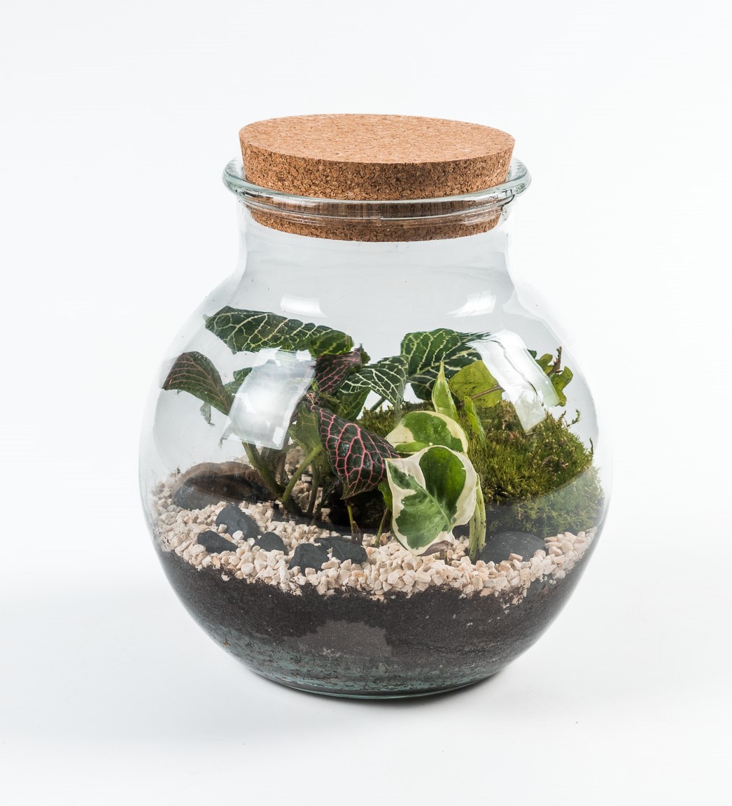 Terrarium Bose