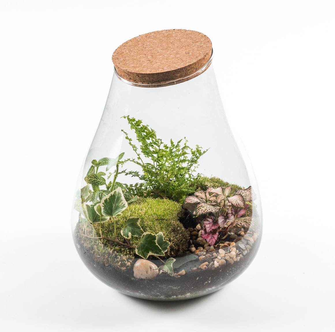 Terrarium Rome Large