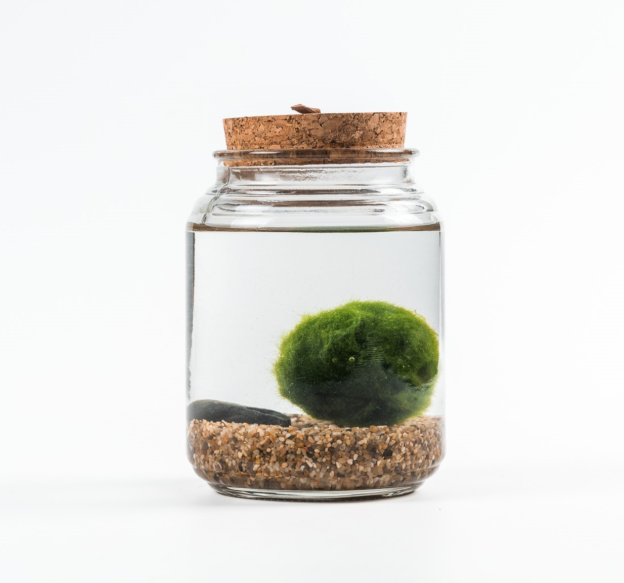 Marimo ball in water