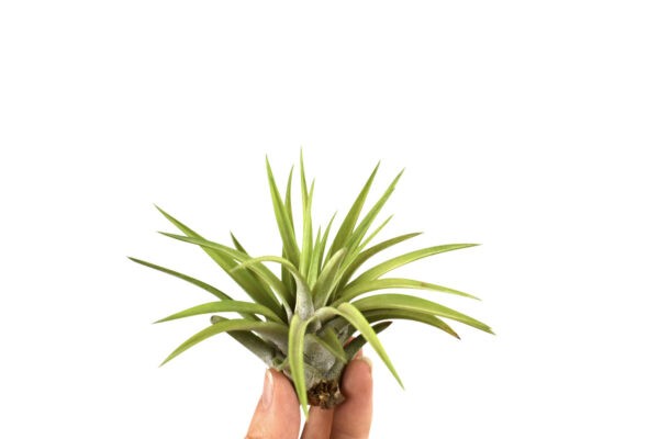 Tillandsia Abdita