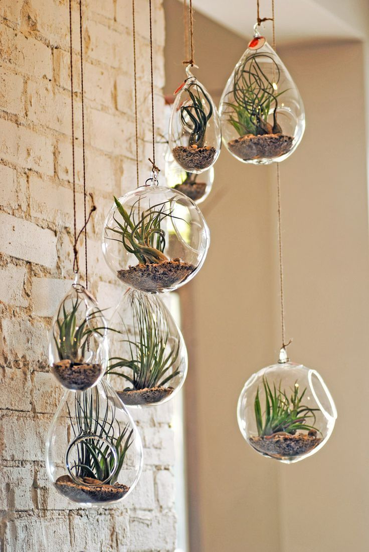 Airplants