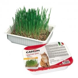 Camon B162 Catgrass -Γρασίδι Γάτας